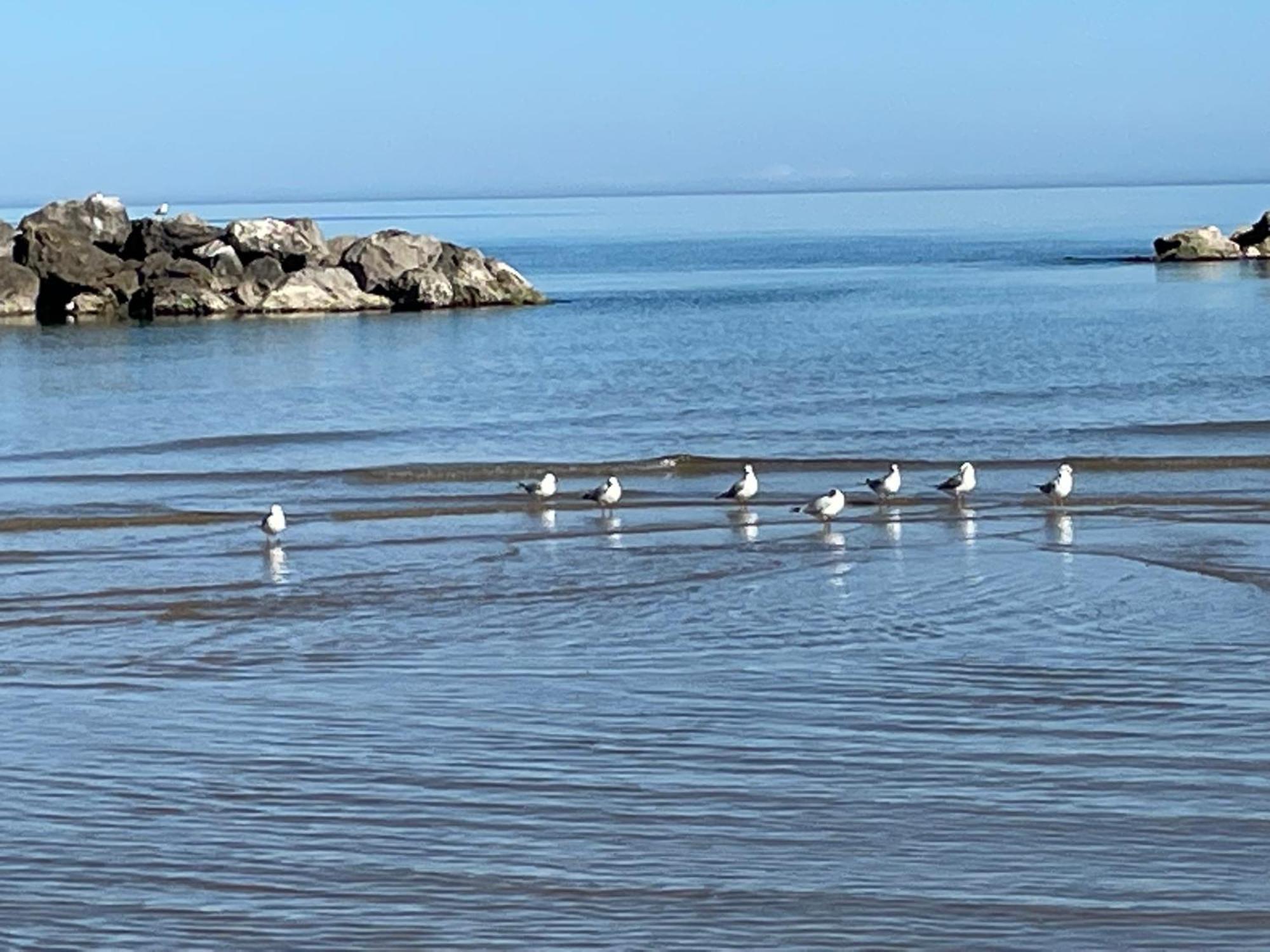 Le Ortensie In Centro E Vicino Al Mare Pescara Bagian luar foto